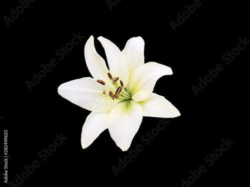 White Lily isolated on black background