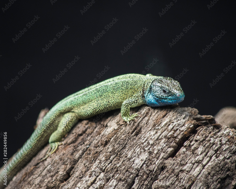 Fototapeta premium Green lizard