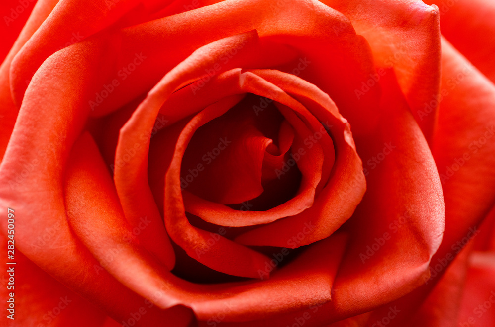 Orange roses blurred with blurred pattern background Orange roses blurred with blurred pattern background