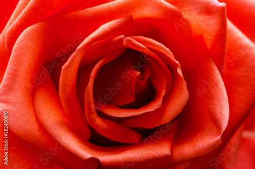 Orange roses blurred with blurred pattern background
