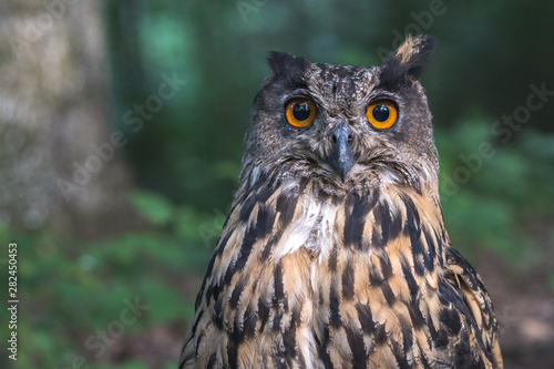 Portrait of an eagle owl. Close up of the Eurasian Eagle owl head. Spotted eagle-owl or bubo bubo in the wildlife