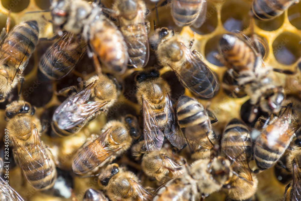 beehive with many bees beehive with many bees