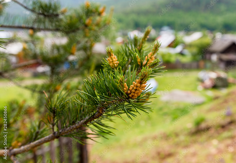 beautiful closeup image of a pine branch with a well blurred background beautiful closeup image of a pine branch with a well blurred background