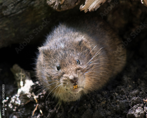 Water vole