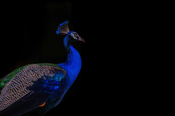Fototapete Pfau Pfauenportrait auf schwarzem Hintergrund  © subinpumsom