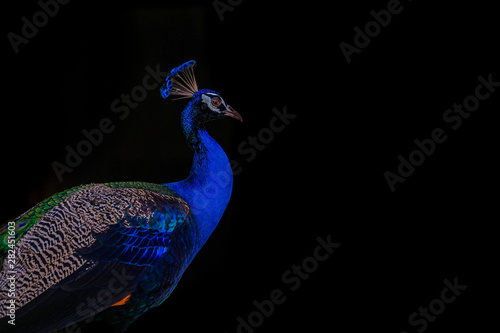 Obraz na plátně Peafowl portrait with on black background
