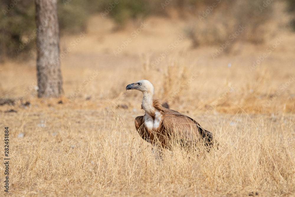 Obraz premium Eurasian Griffon vultures (Gyps fulvus) in an open grassland at thar desert national park, jaisalmer, Rajasthan, India
