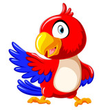 cute red parrot cartoon with presentation