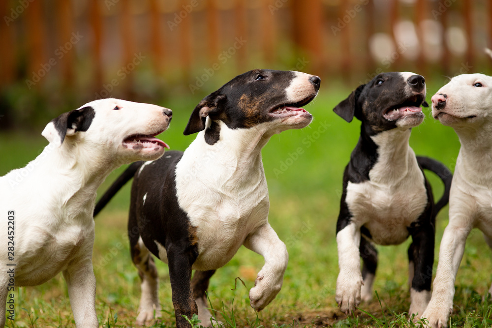 puppy bull Terrier sits and looks far the puppy bull Terrier sits and looks far the