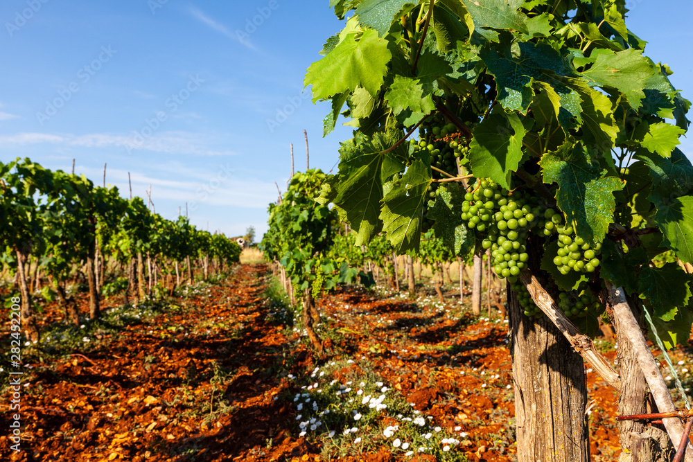 Fototapeta premium View of vineyards in the Istrian countryside