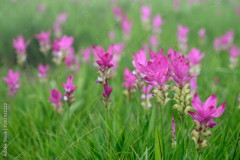 Beautiful pink flowers and morning mist in the tropical forest of Thailand. Close up Siam tulip flowers. Beautiful pink flowers and morning mist in the tropical forest of Thailand. Close up Siam tulip flowers.