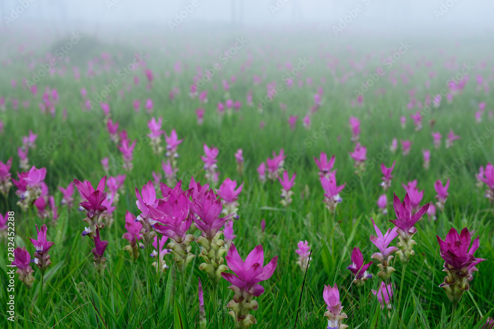 Beautiful pink flowers and morning mist in the tropical forest of Thailand. Close up Siam tulip flowers. Beautiful pink flowers and morning mist in the tropical forest of Thailand. Close up Siam tulip flowers.