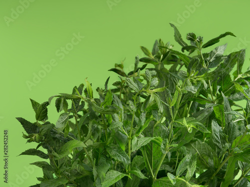 Close-up shot of a fresh spearmint on lime background.