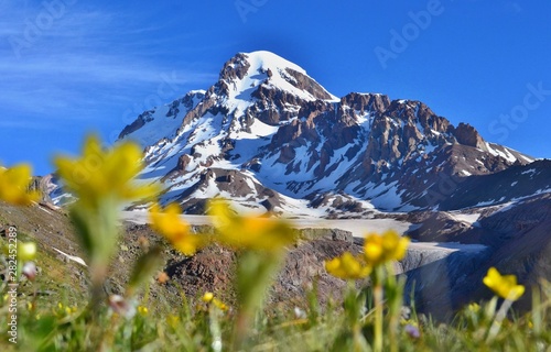 Beautiful Kazbek mountain with yellow flowers in the foreground. 