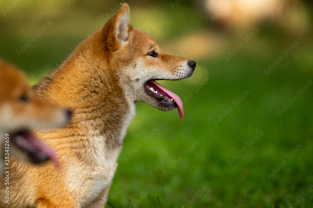 teenagers Shiba inu look somewhere teenagers Shiba inu look somewhere