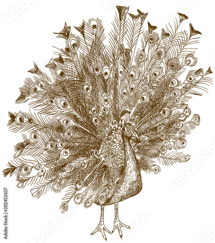 engraving antique illustration of peafowl