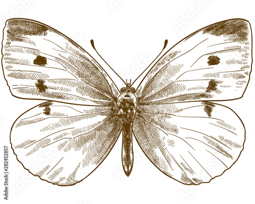 engraving antique illustration of small white butterfly