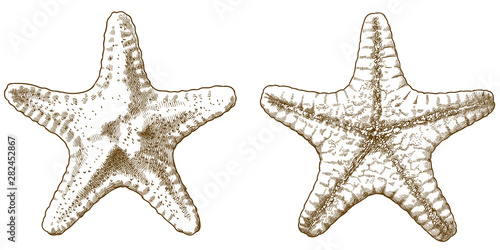 engraving antique illustration of starfish