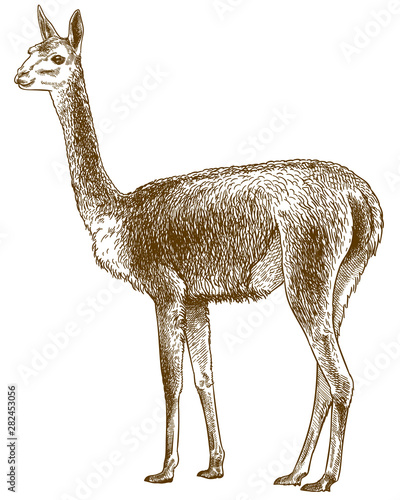 engraving antique illustration of vicuna photo