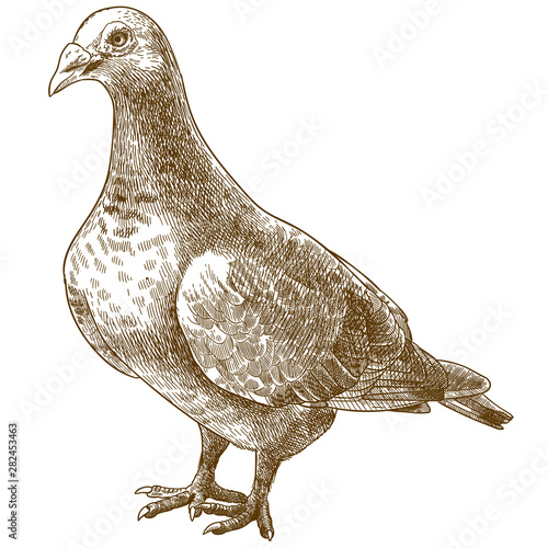 engraving antique illustration of dove bird