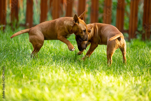 Valokuva mini bull Terriers playing