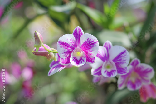 Orchid with white and purple petals mixed together.