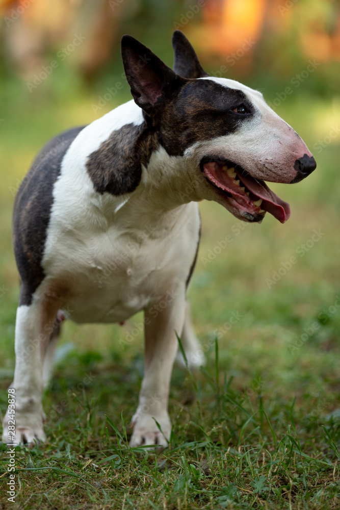 Bull Terrier looks into the distance