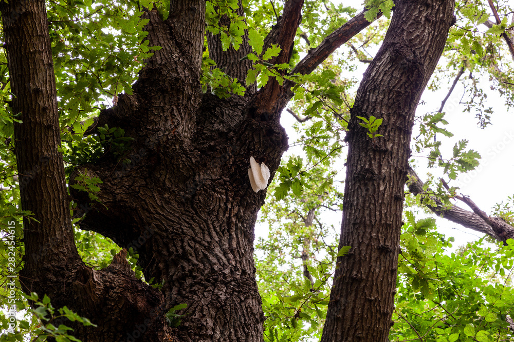 Obraz premium Hive on the oak tree