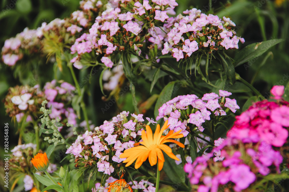 flower flower