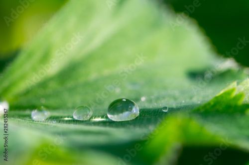 Regentropfen auf einem grünen Blatt