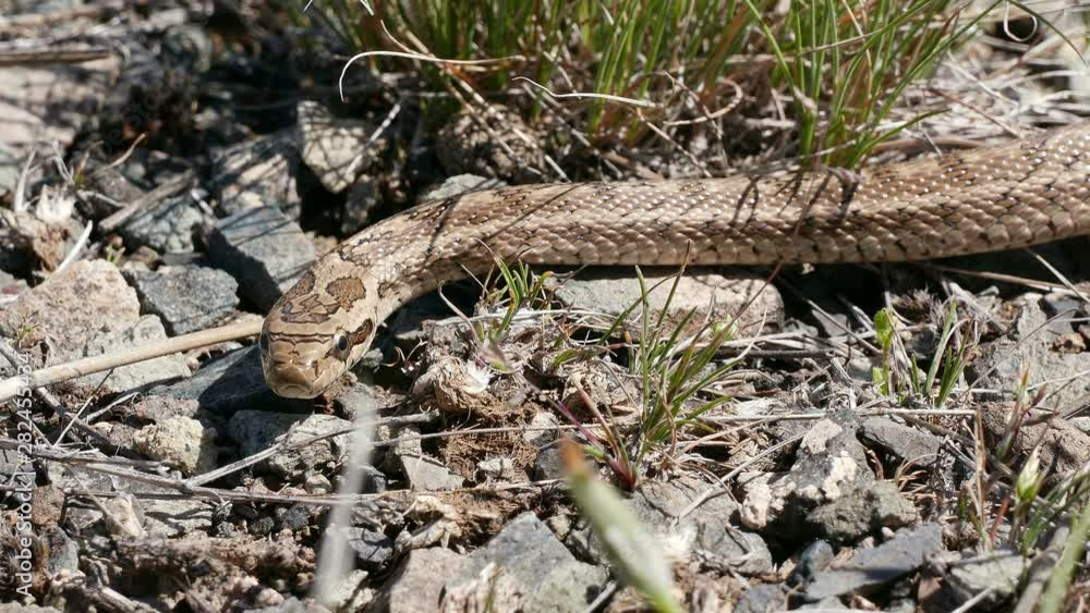 Cottonmouth poison snake in South Kazakhstan. Cottonmouth poison snake in South Kazakhstan.