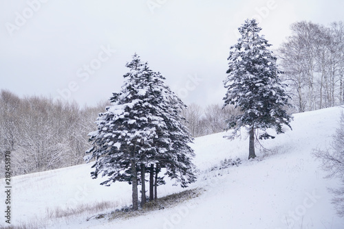 trees in snow field