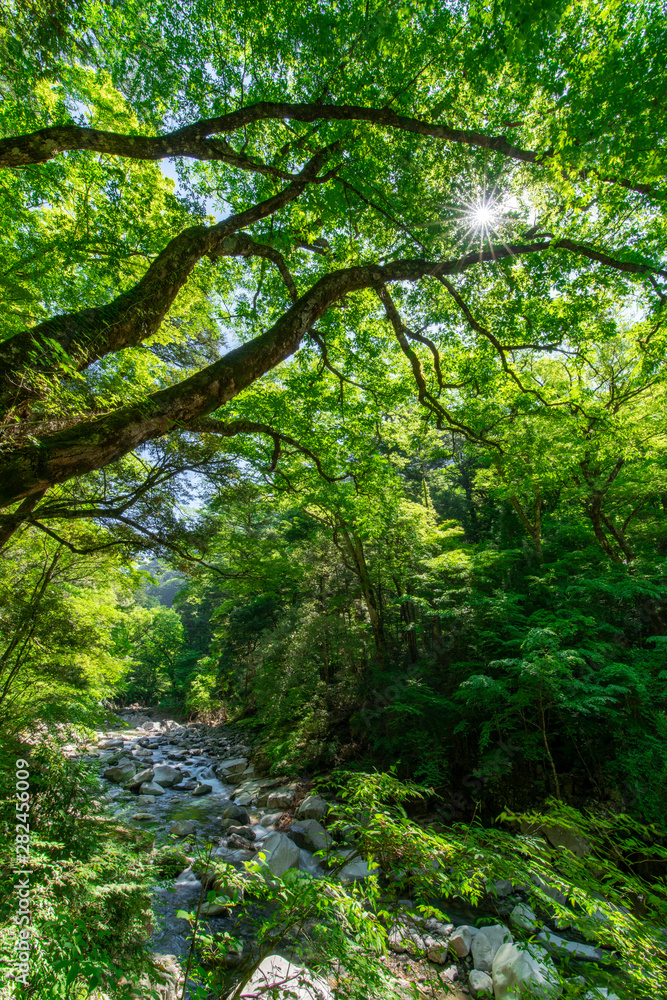 Fototapeta premium mountain river in the forest