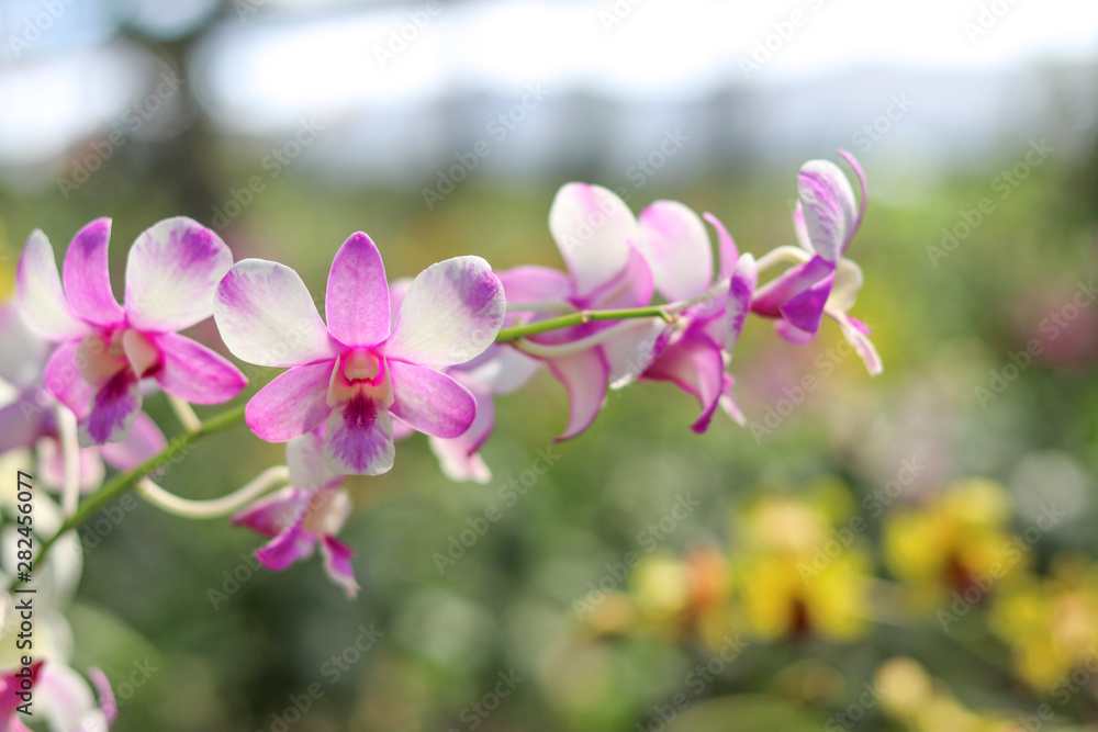 Orchid with white and purple petals mixed together. Orchid with white and purple petals mixed together.