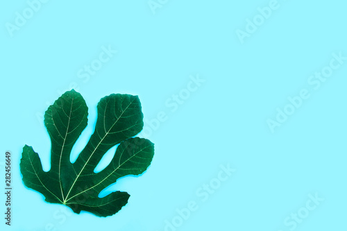 green natural palm tree leaves with veins on a blue background