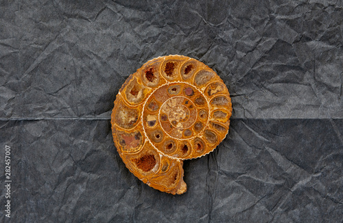 Antica conchiglia fossile a spirale di nome Ammonnite photo
