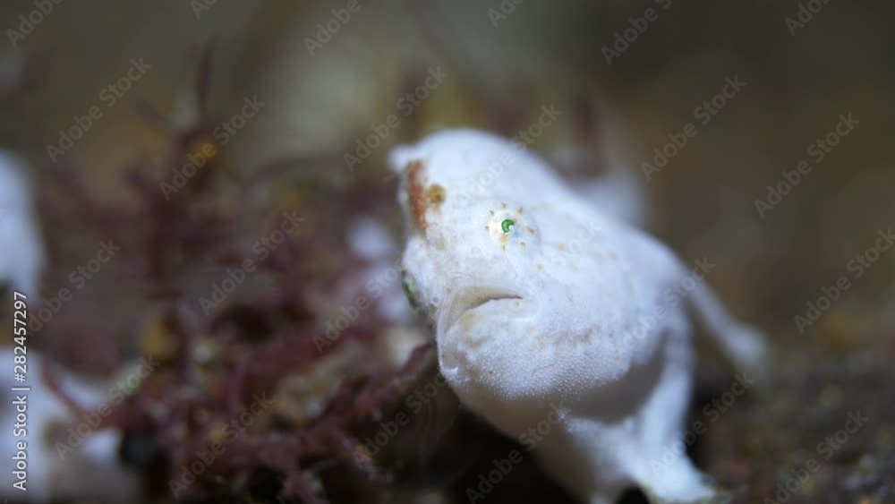 White frogfish watches tiny shrimp. Moves gills and fins. Macro underwater White frogfish watches tiny shrimp. Moves gills and fins. Macro underwater