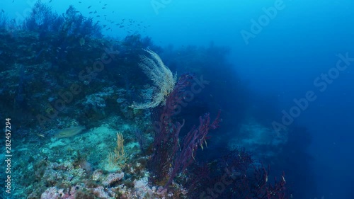 Wallpaper Mural Orbit of gorgonian coral with huge basket star. Point of view Torontodigital.ca