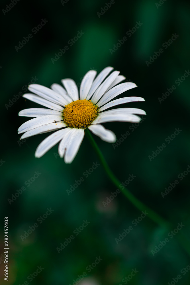 Obraz premium daisy on green background