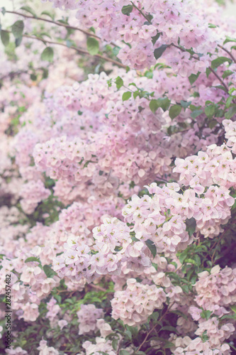 Beautiful pink flowers  floral background