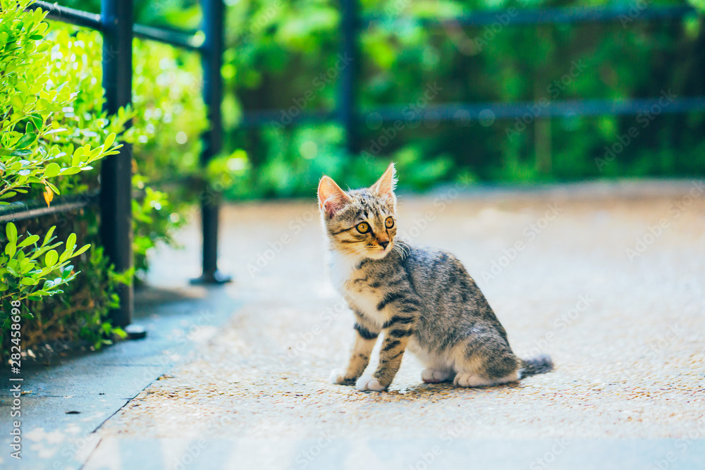 Close-up of cute kitten wandering on outdoor pavement
