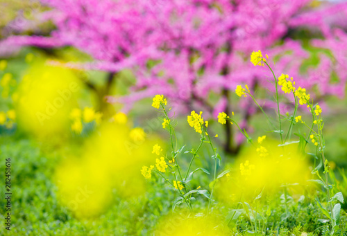 Fototapeta Naklejka Na Ścianę i Meble -  spring flowers in japan country side