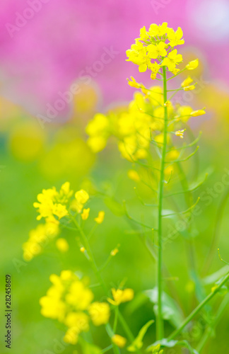 spring flowers in japan country side