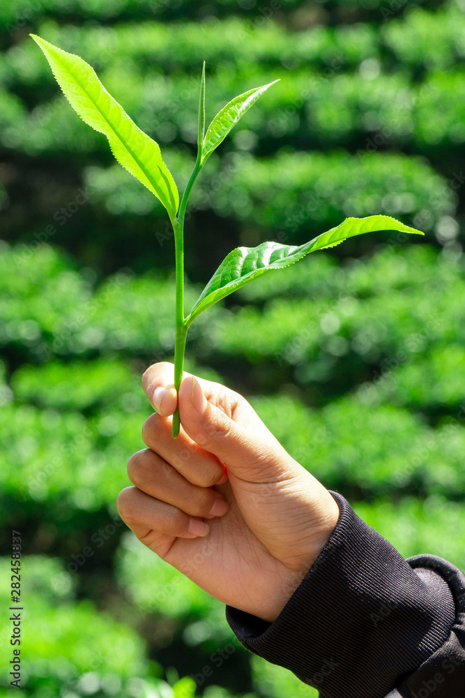 Fresh tea leaf on a girl hand with tea bushes plantation background Fresh tea leaf on a girl hand with tea bushes plantation background