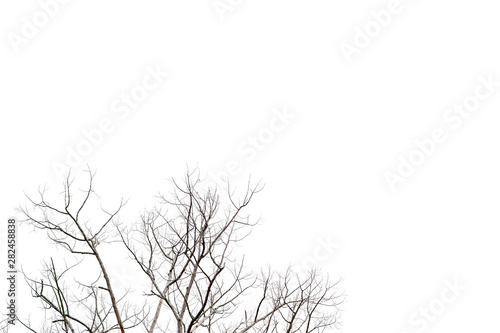 Dry twigs  dry trees on a white background Object concept