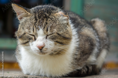 Gray and white coloring cat. Portrait of a sleeping cat. Village cat