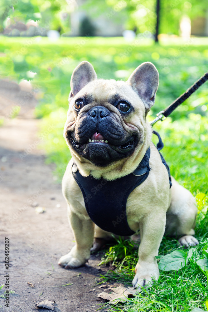 French Bulldog walking in the park with parent French Bulldog walking in the park with parent