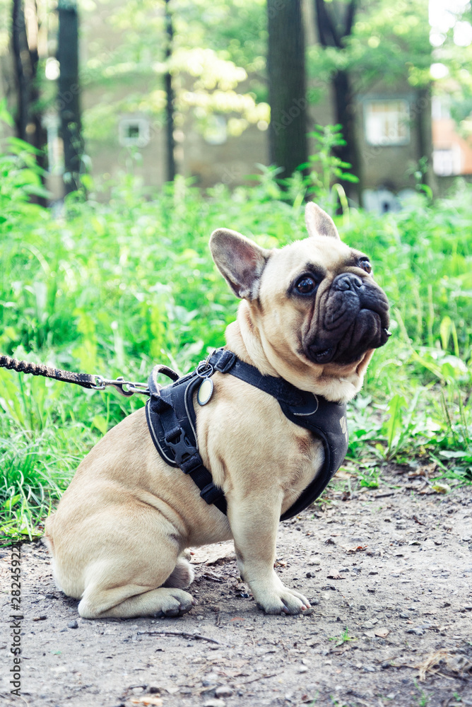 French Bulldog walking in the park with parent