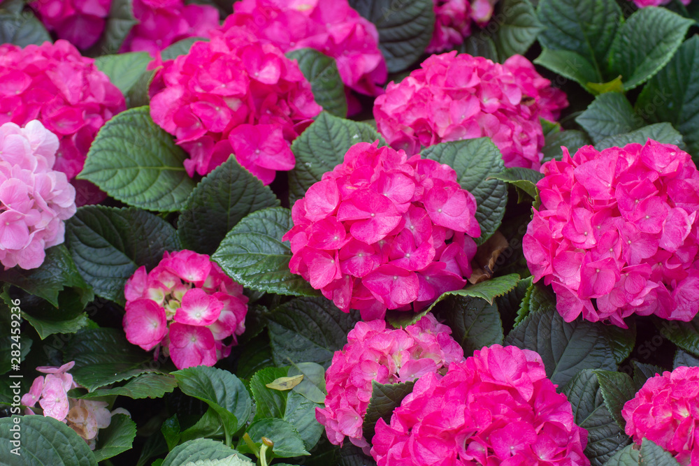 Closeup of Pink Hydrangeas flowers in the garden Closeup of Pink Hydrangeas flowers in the garden