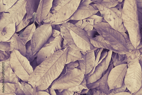 Dry leaves on floor background  © tendo23